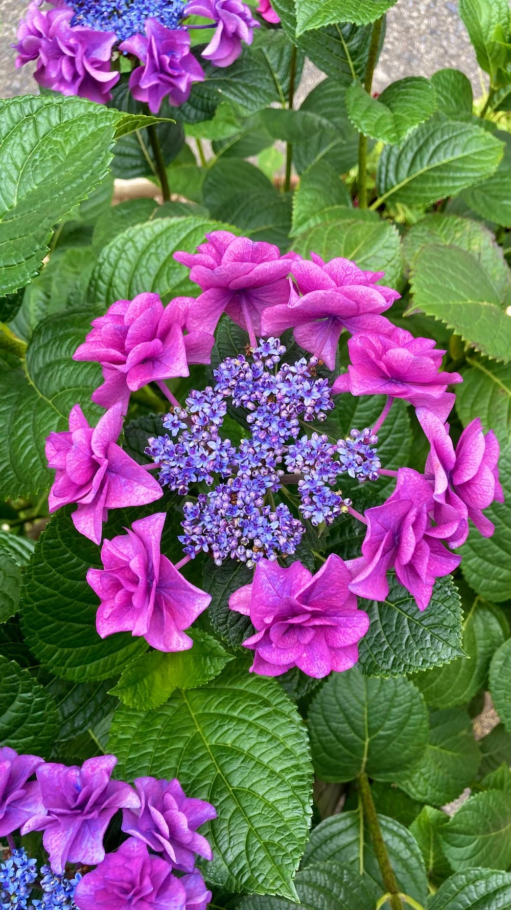 hydrangea
