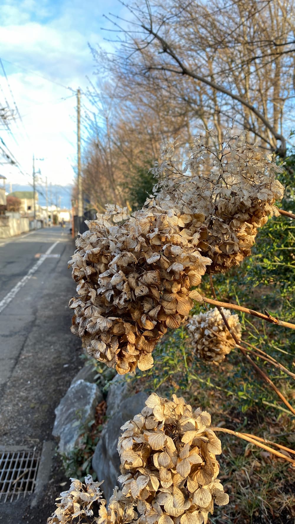 hydrangea-still-exists.jpg