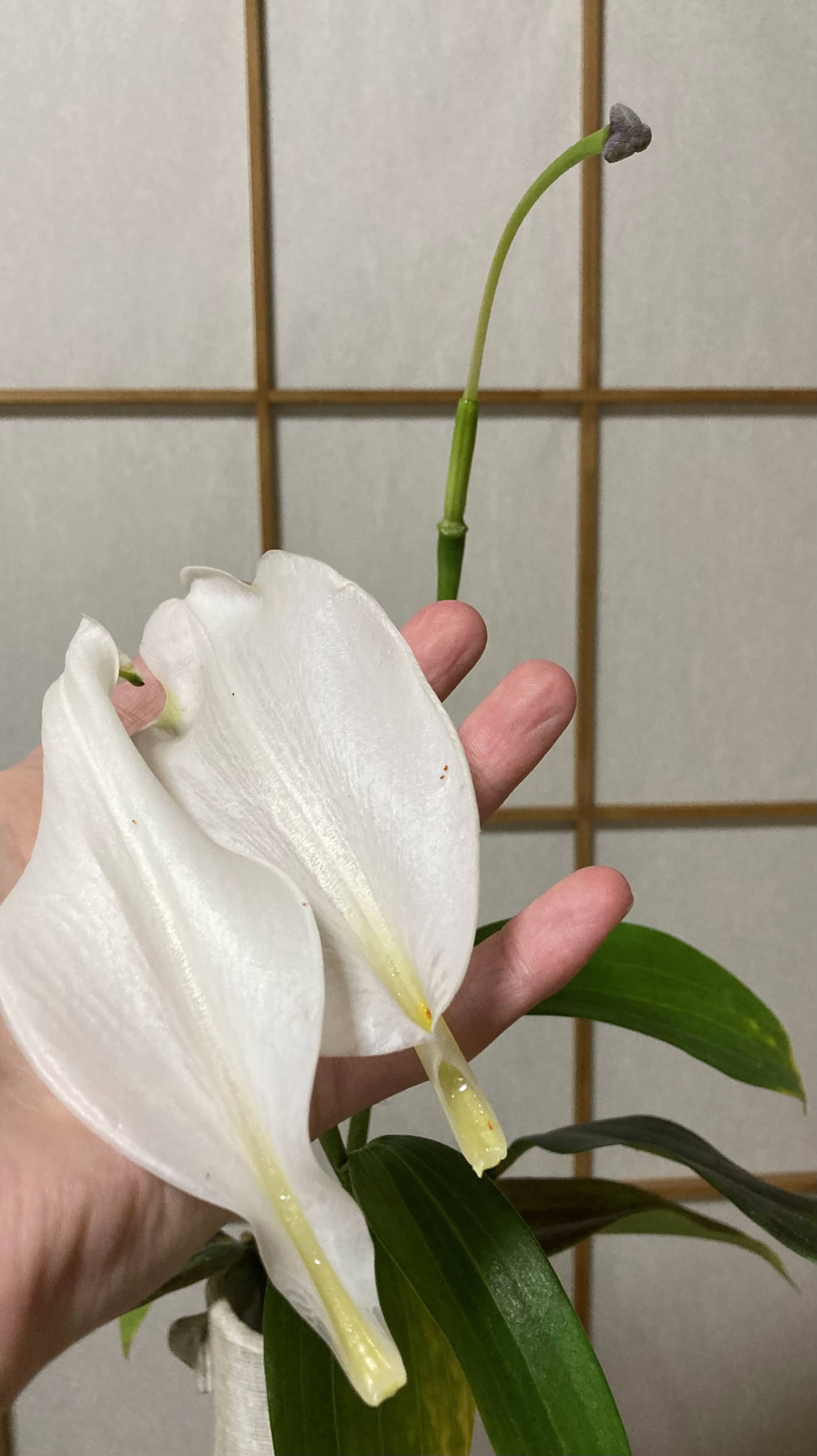 last-lily-1