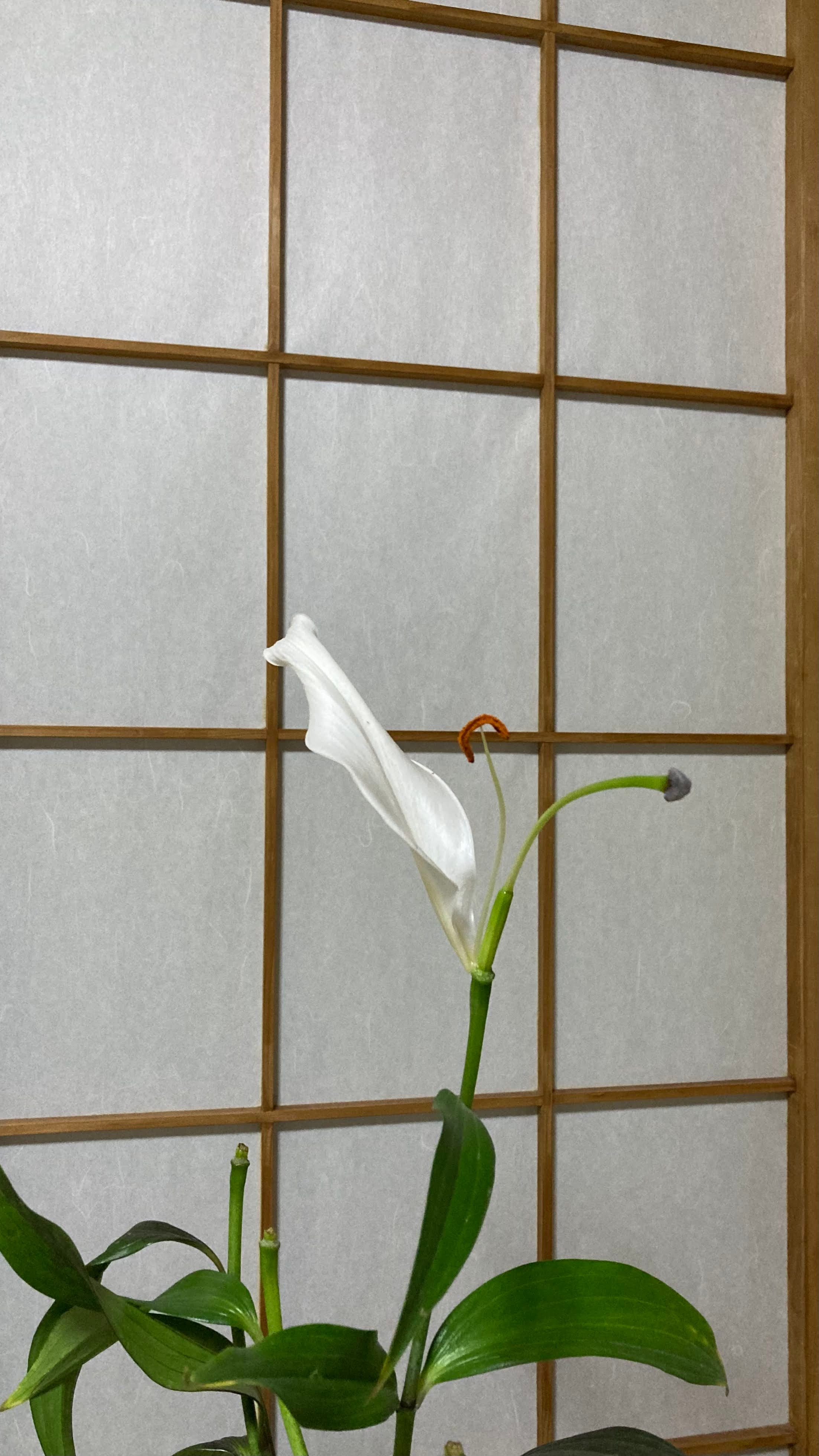 last-lily-2