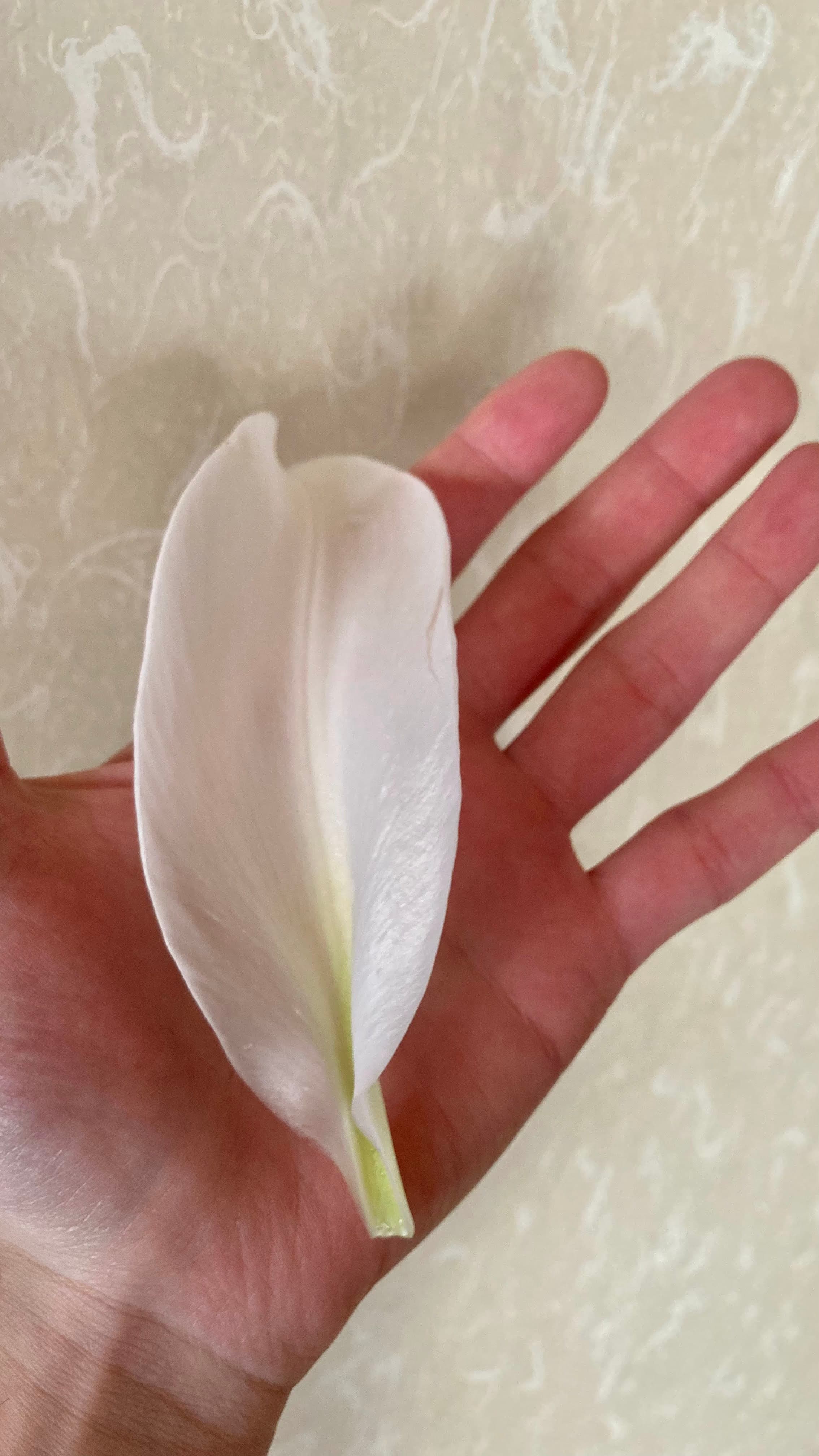 Lily