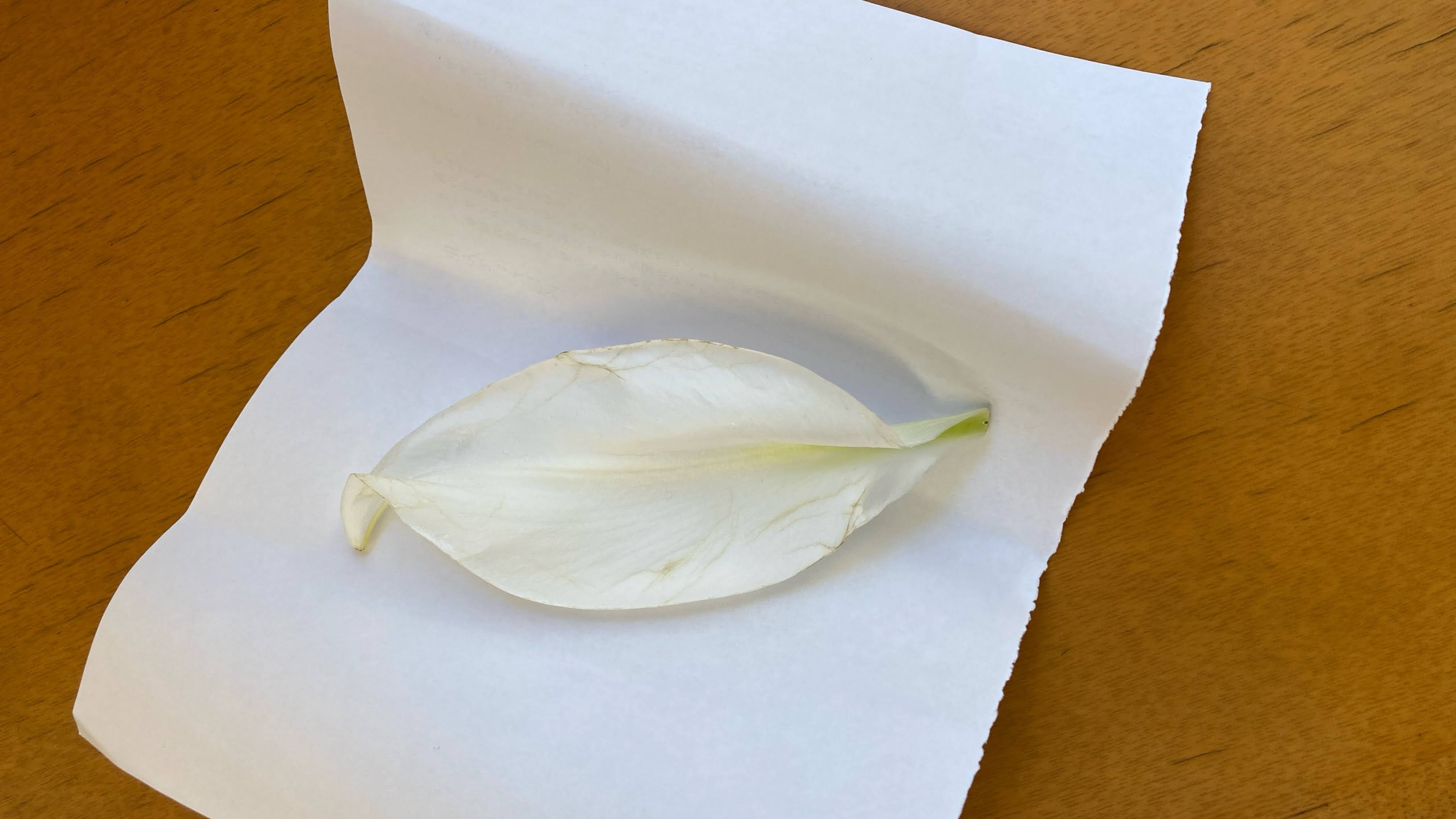 Lily