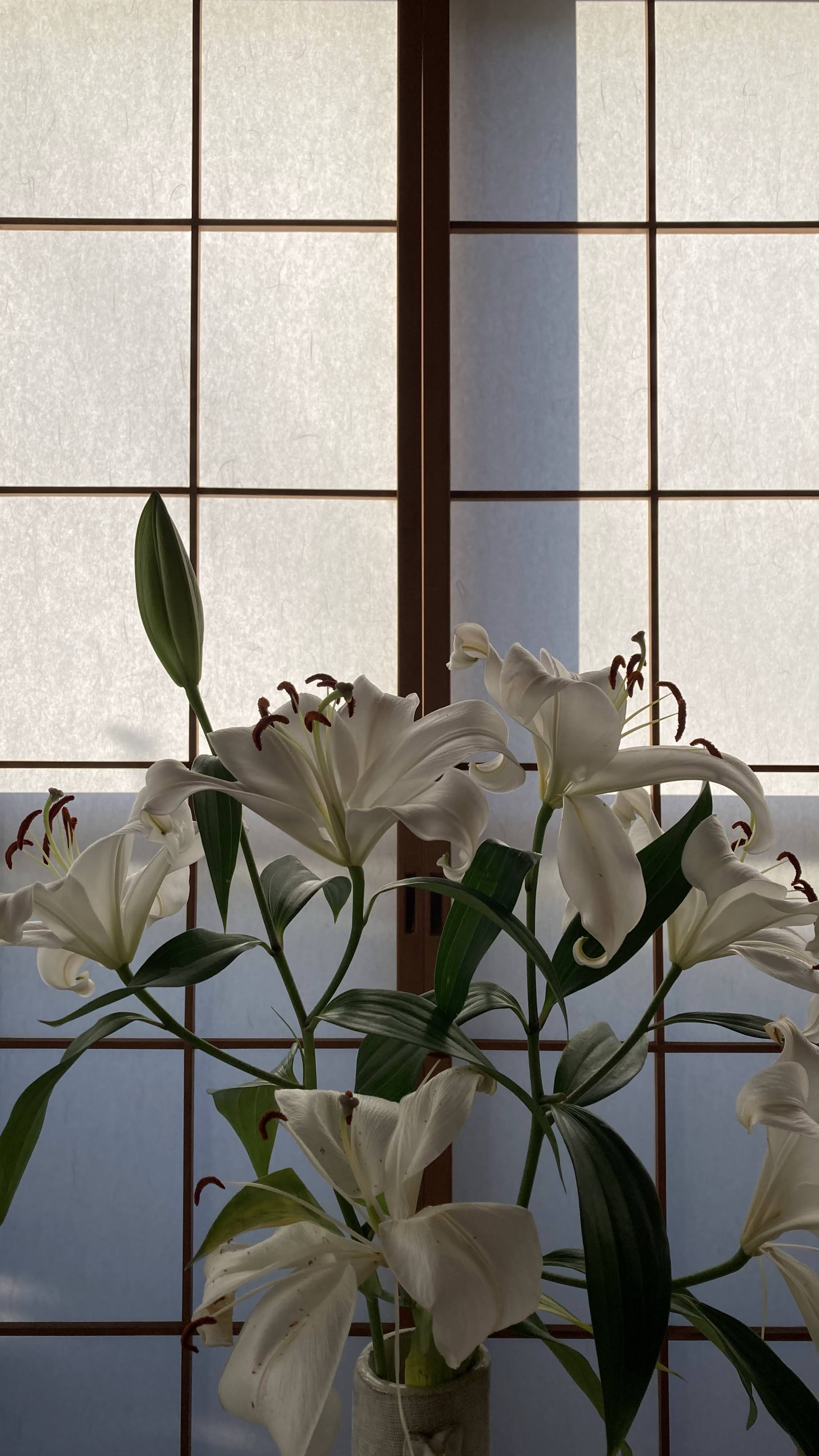 Lily