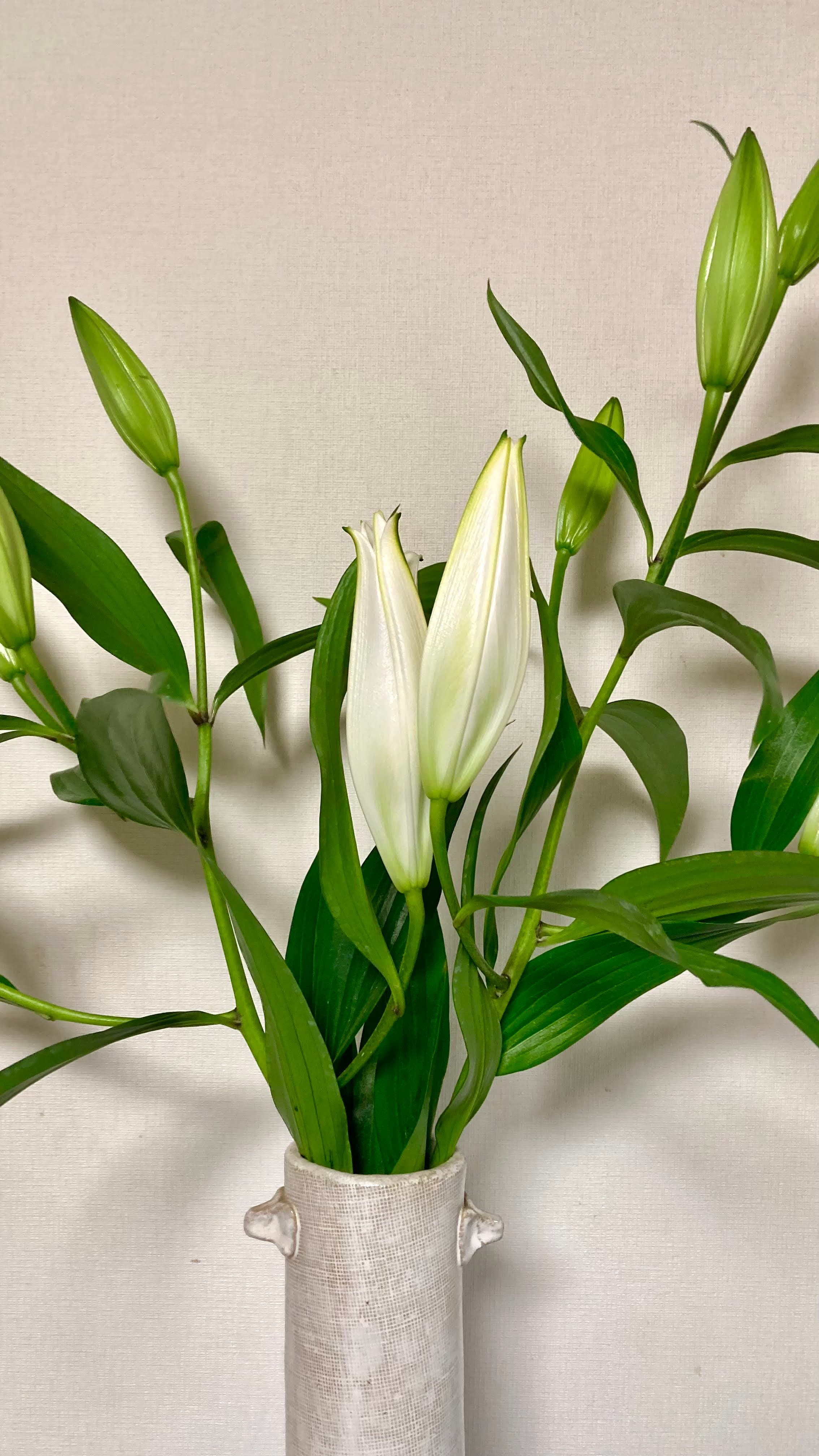 Lily