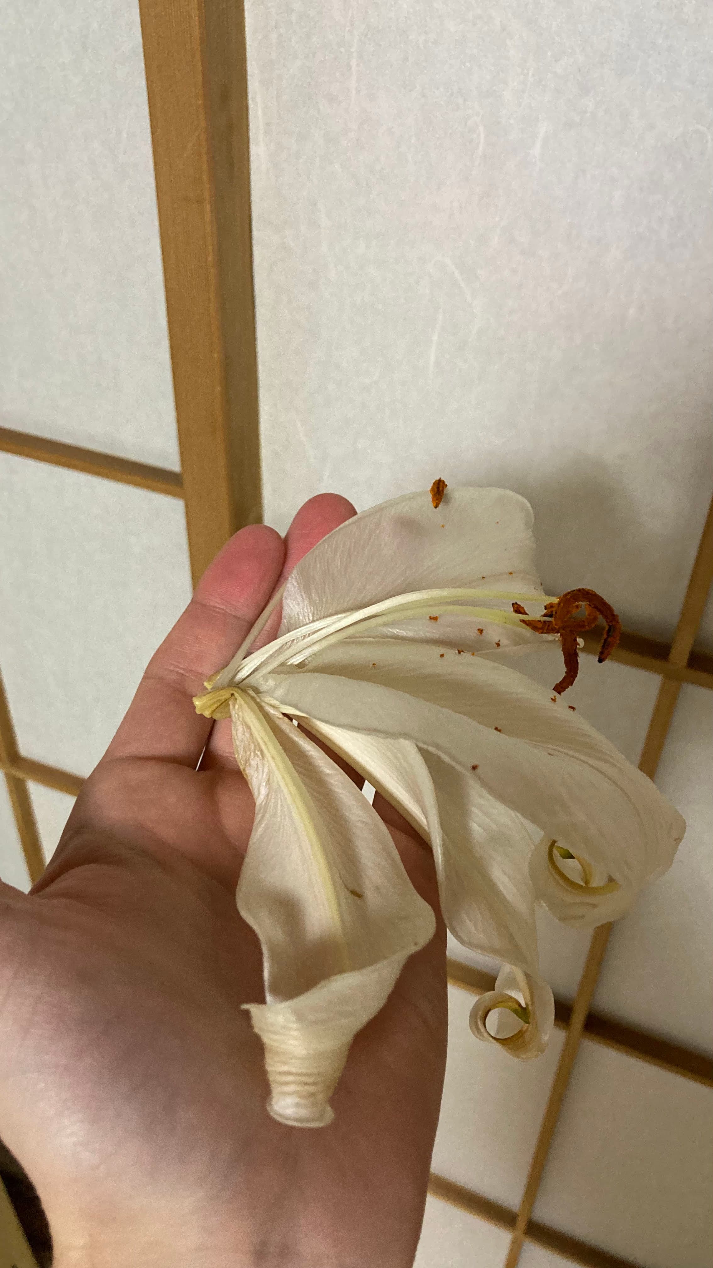 Lily