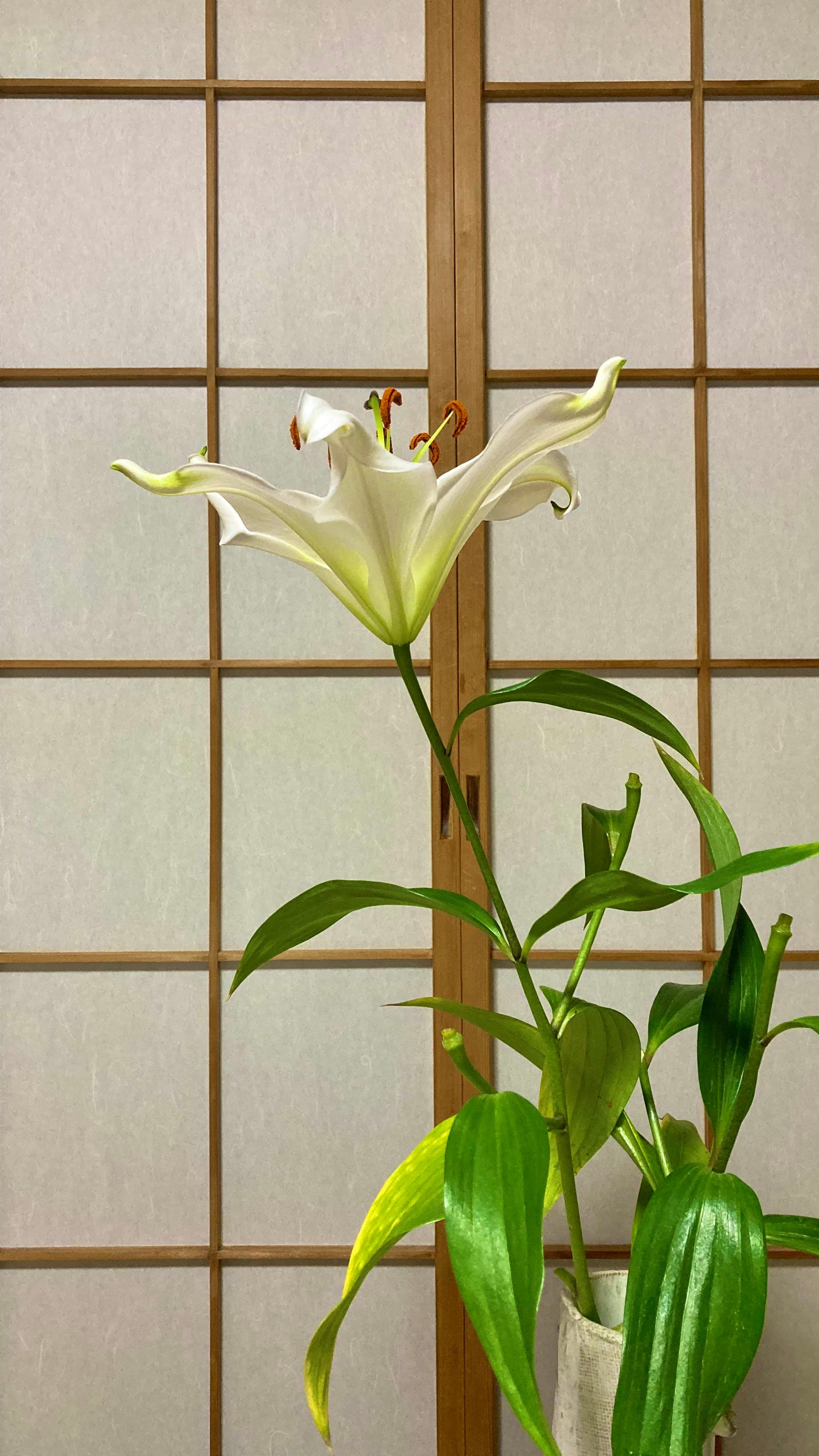 Lily