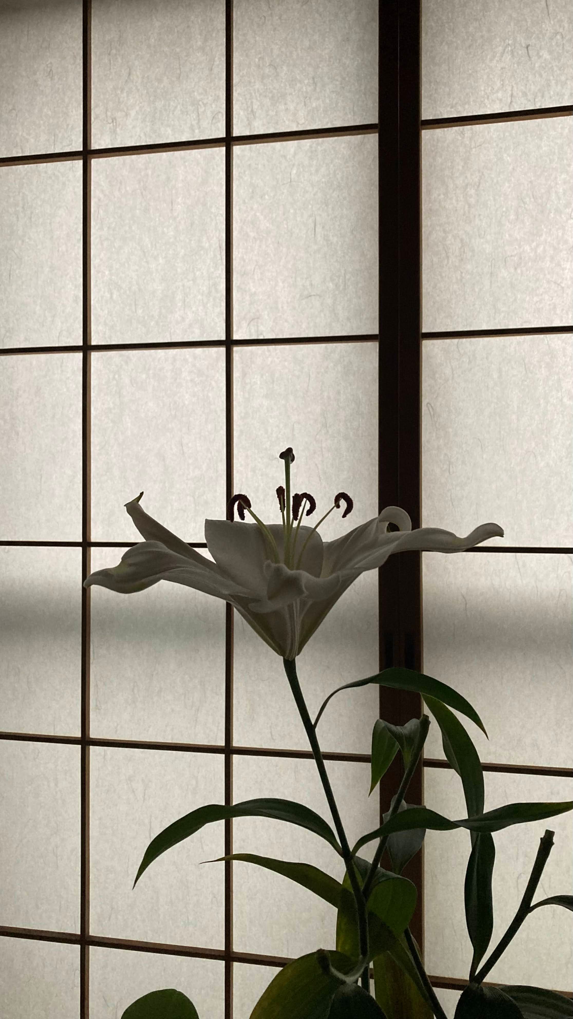 Lily