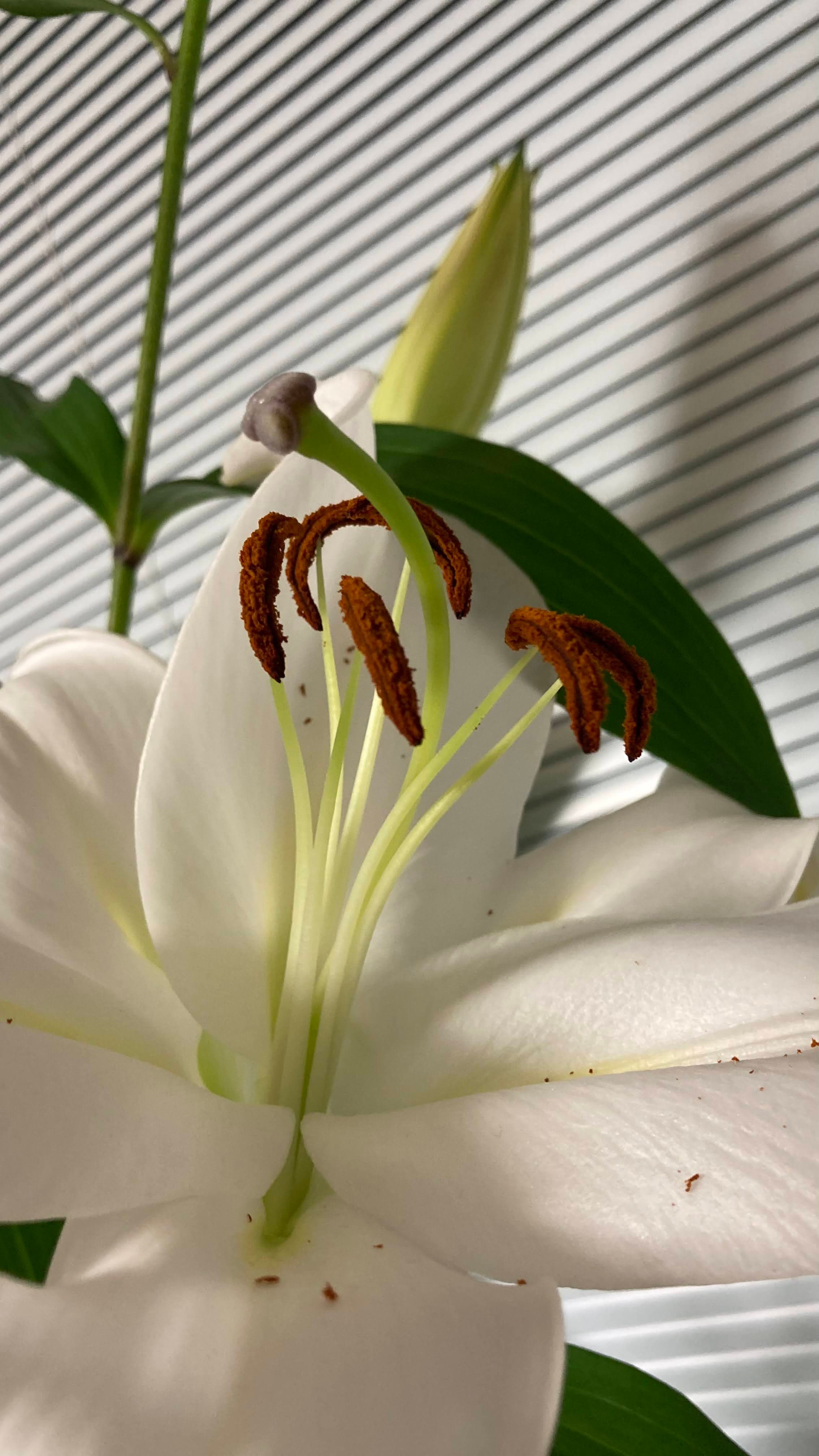 Lily