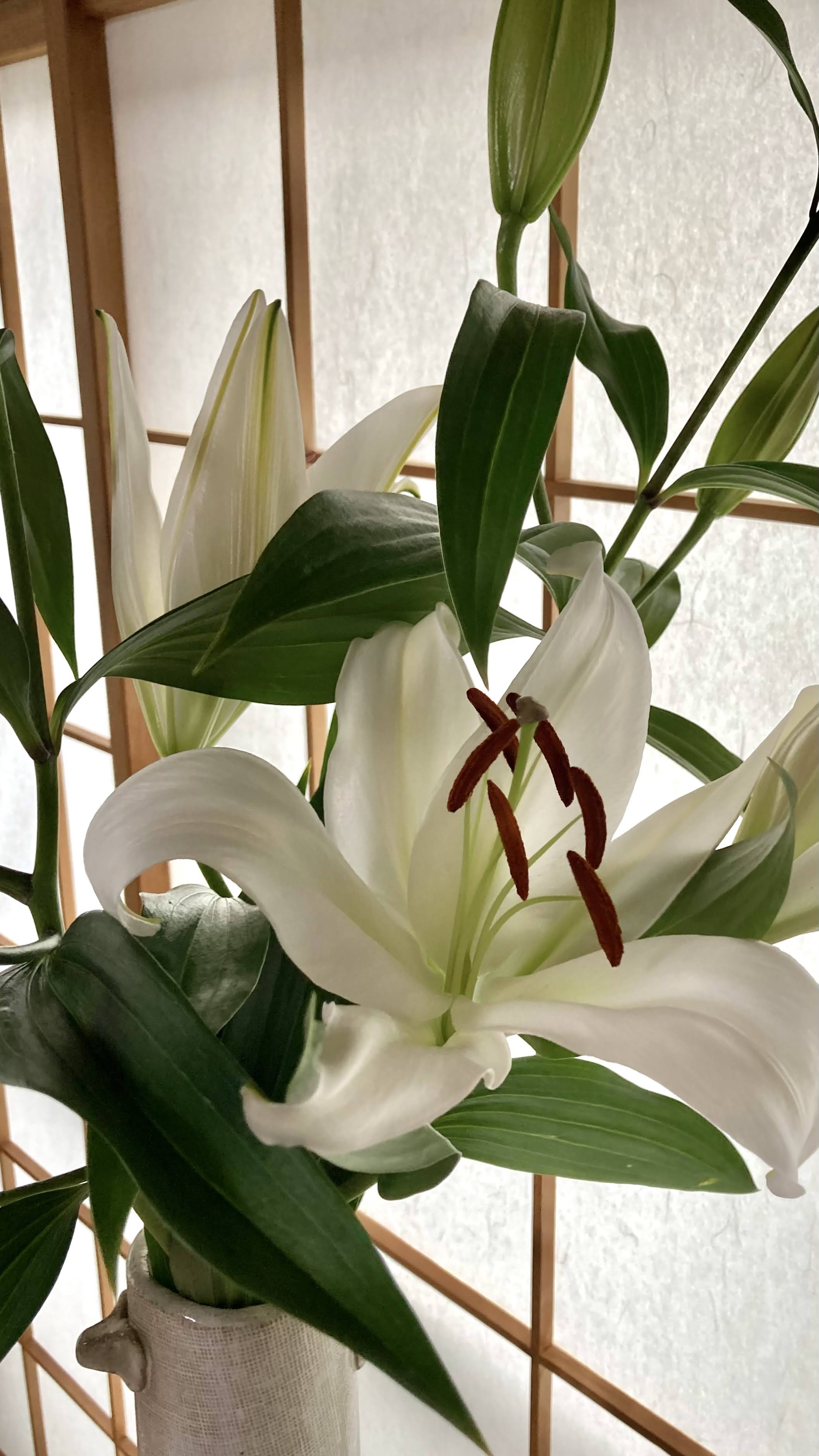 Lily