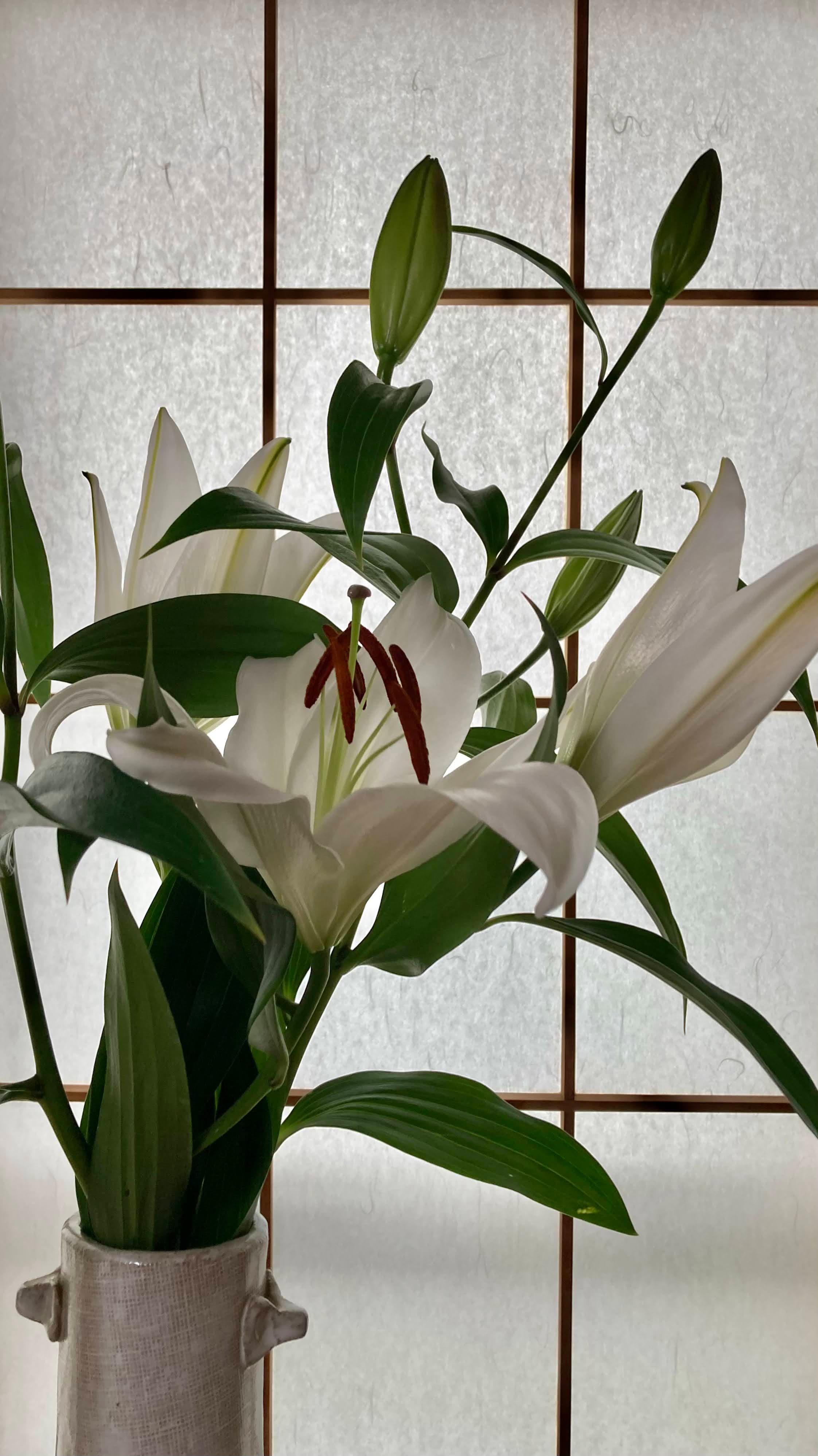 Lily