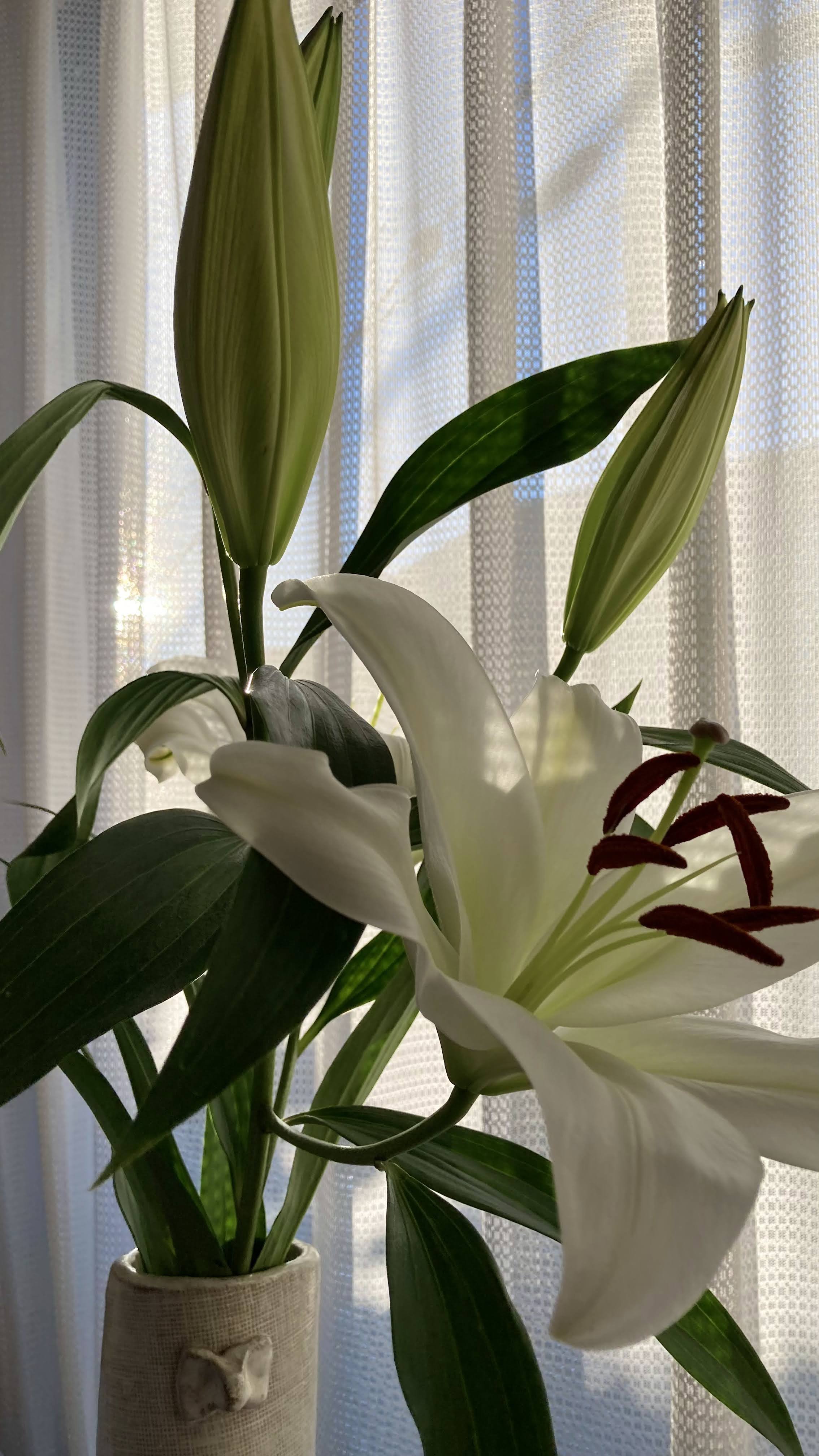 Lily