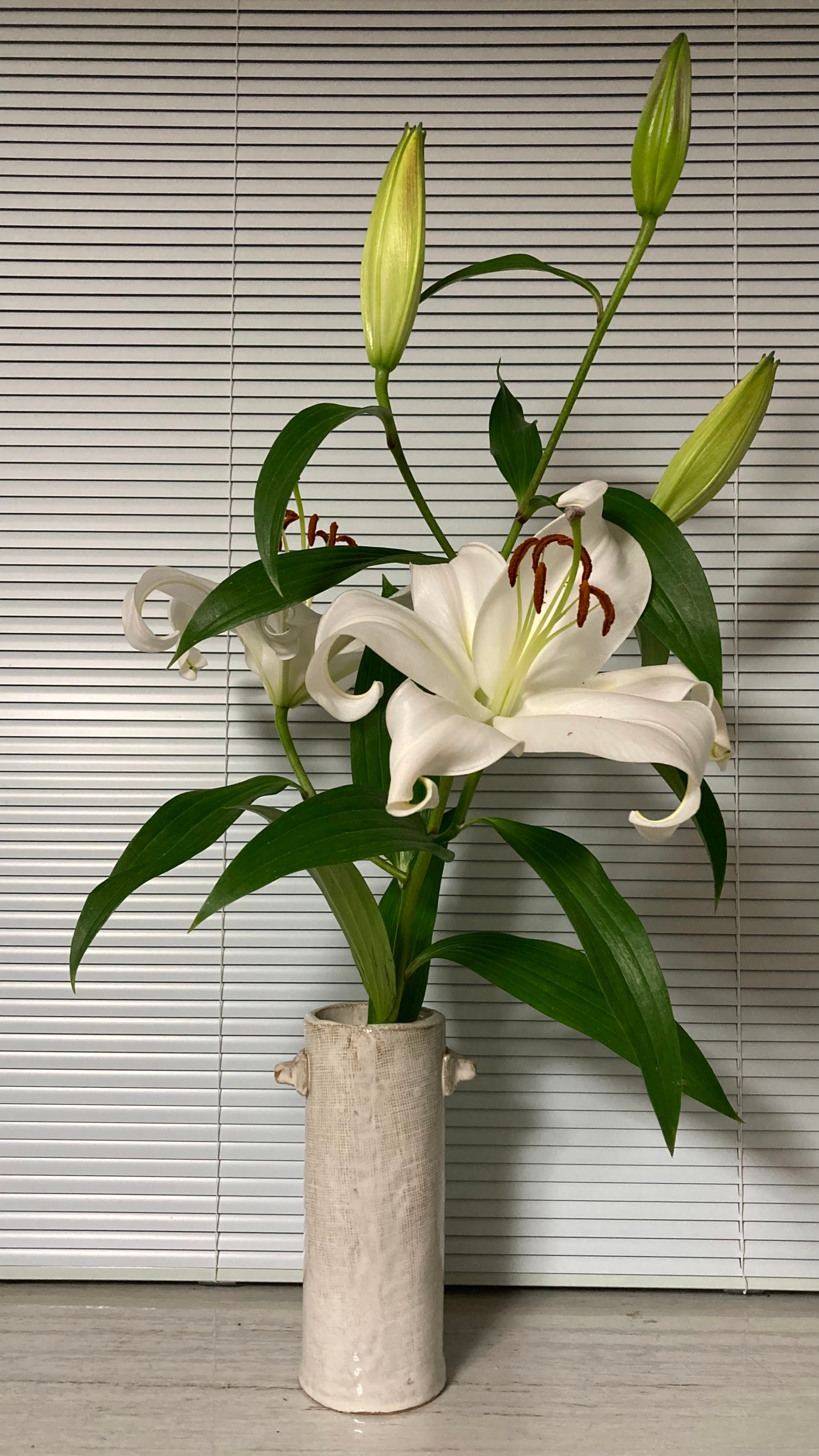 Lily