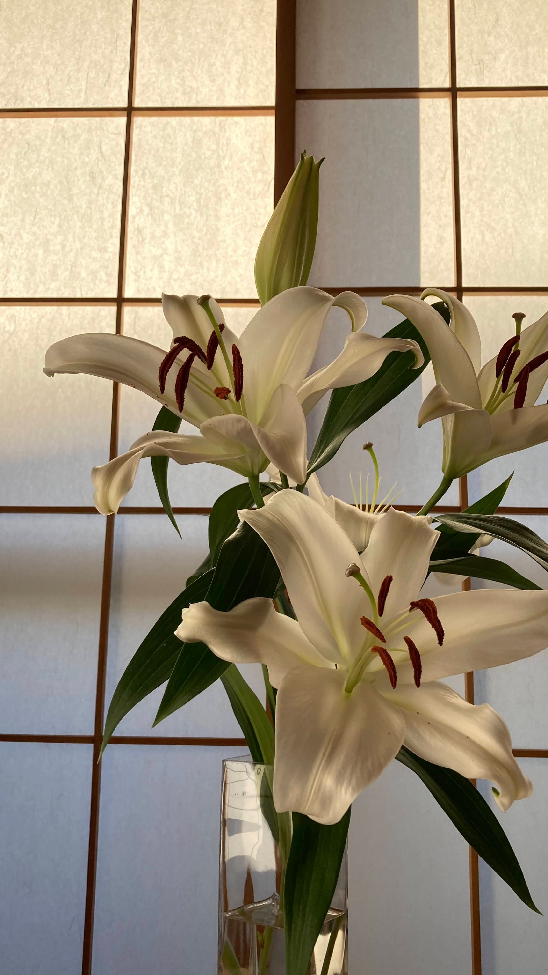 Lily