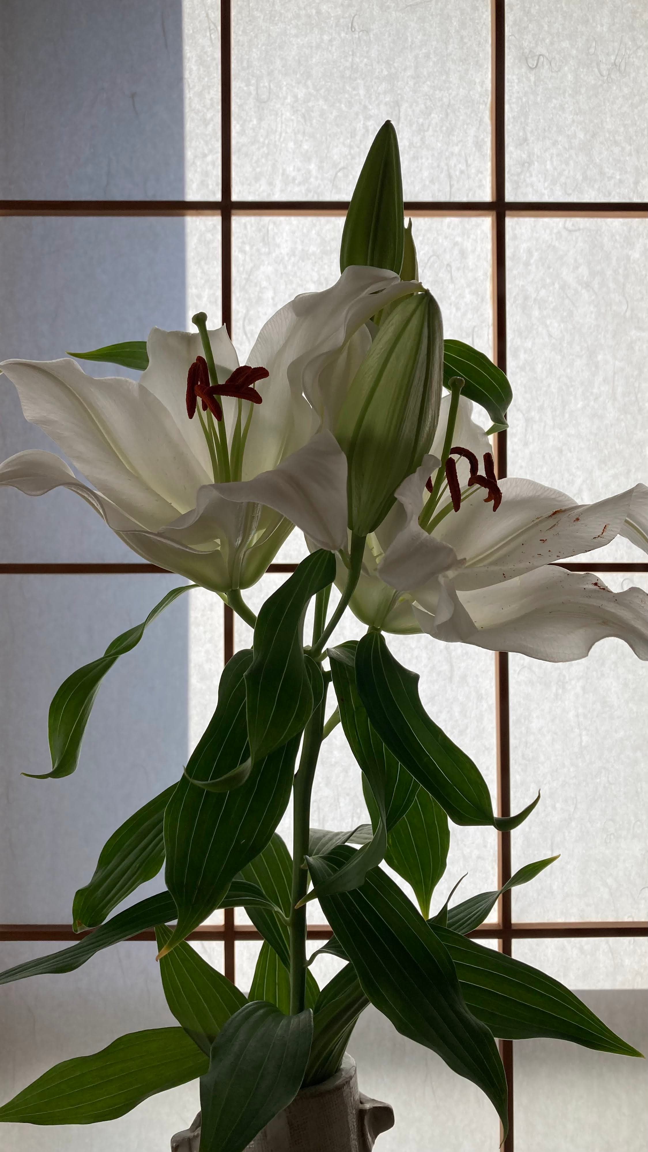 new-lily