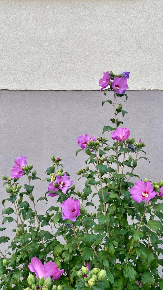 rose-of-sharon