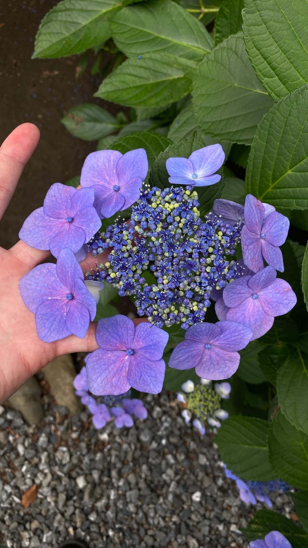 hydrangea-june-2026