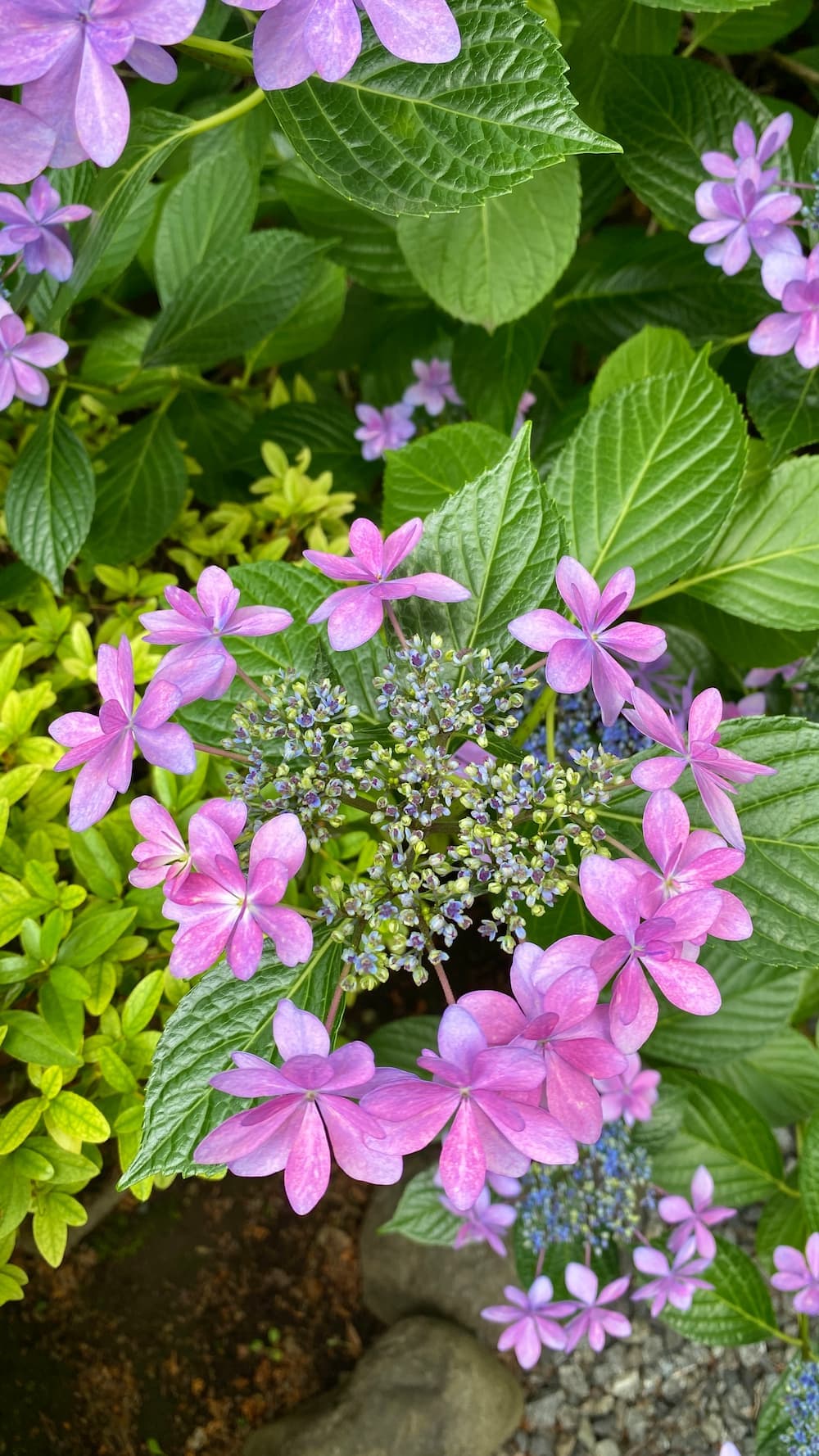hydrangea-june-2026