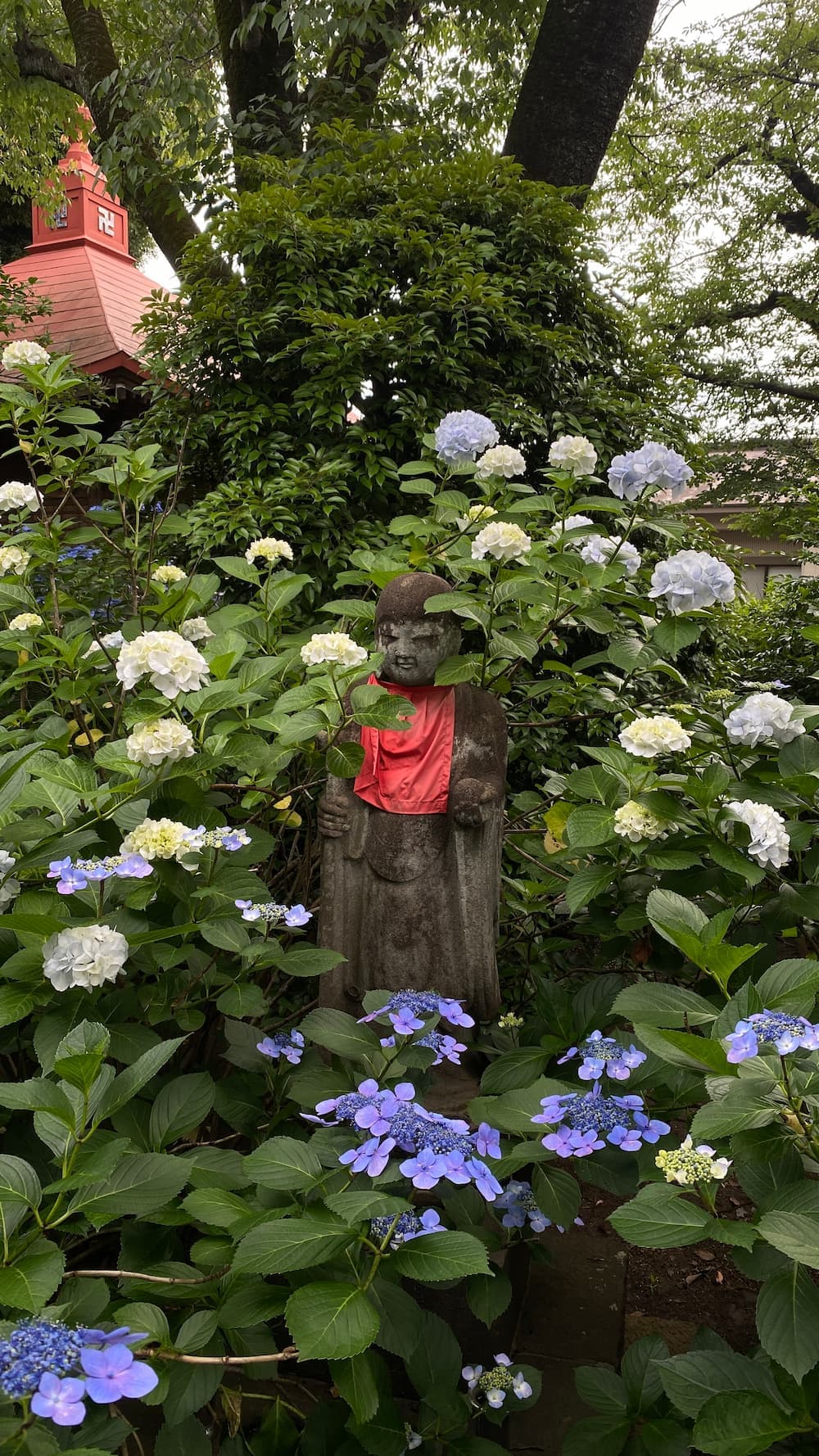 hydrangea-june-2026