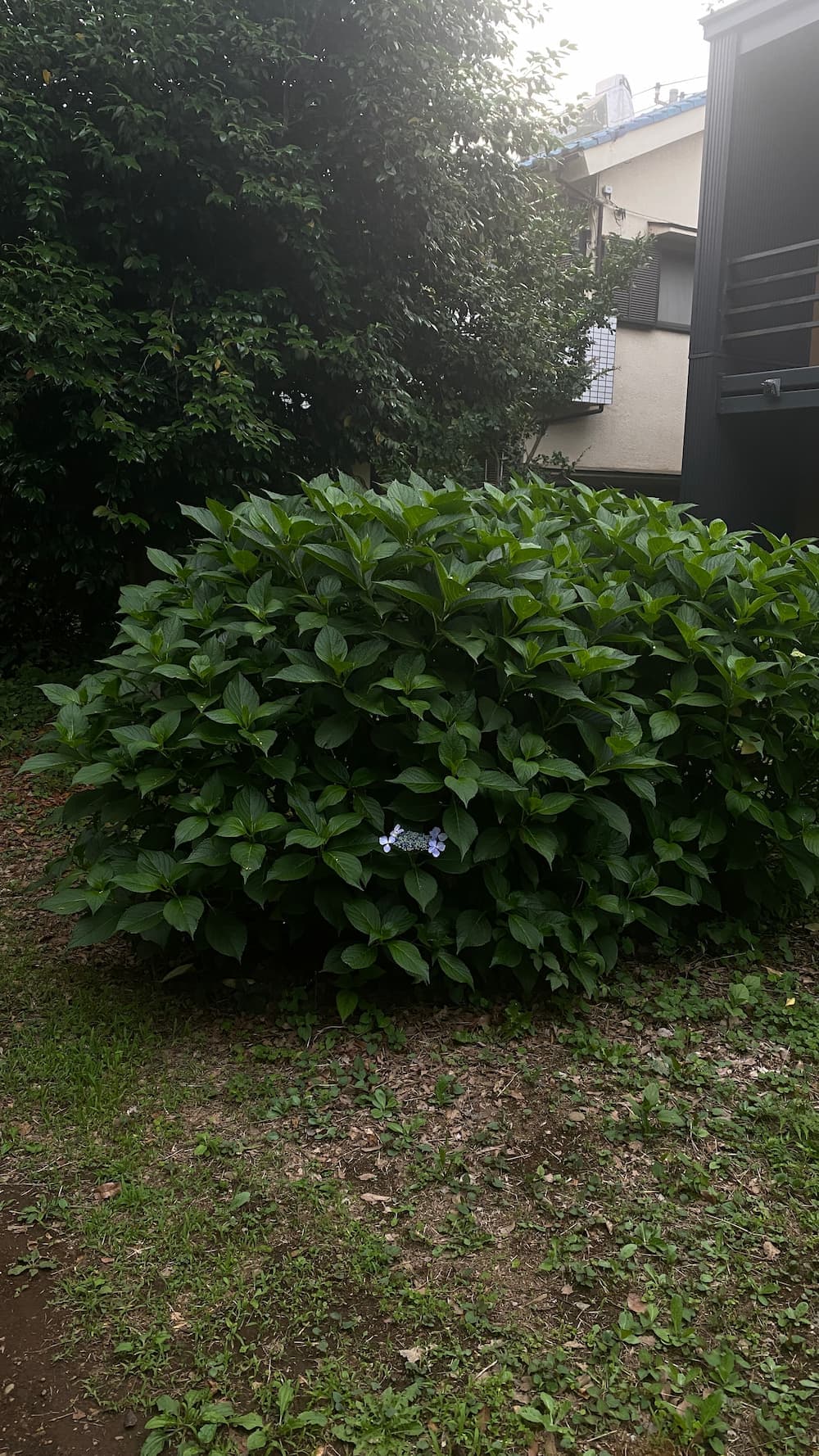 hydrangea-june-2026