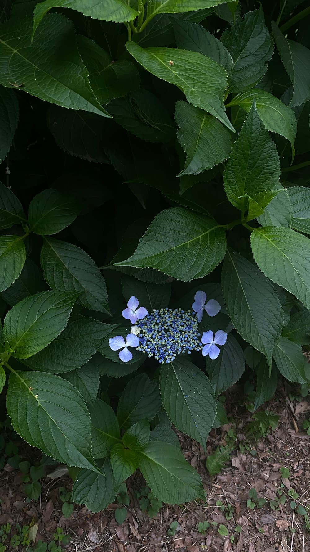 hydrangea-june-2026