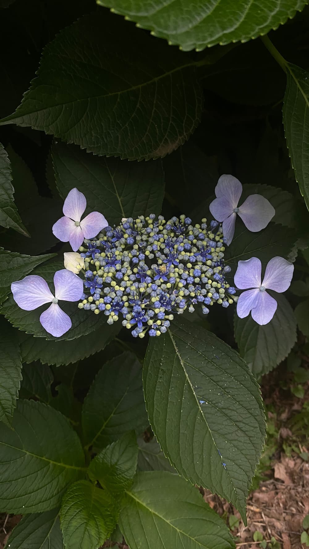 hydrangea-june-2026