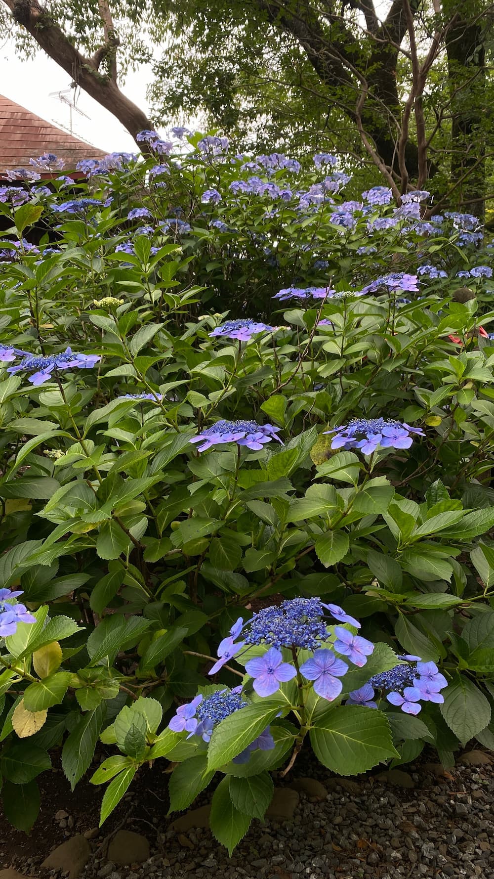 hydrangea-june-2026