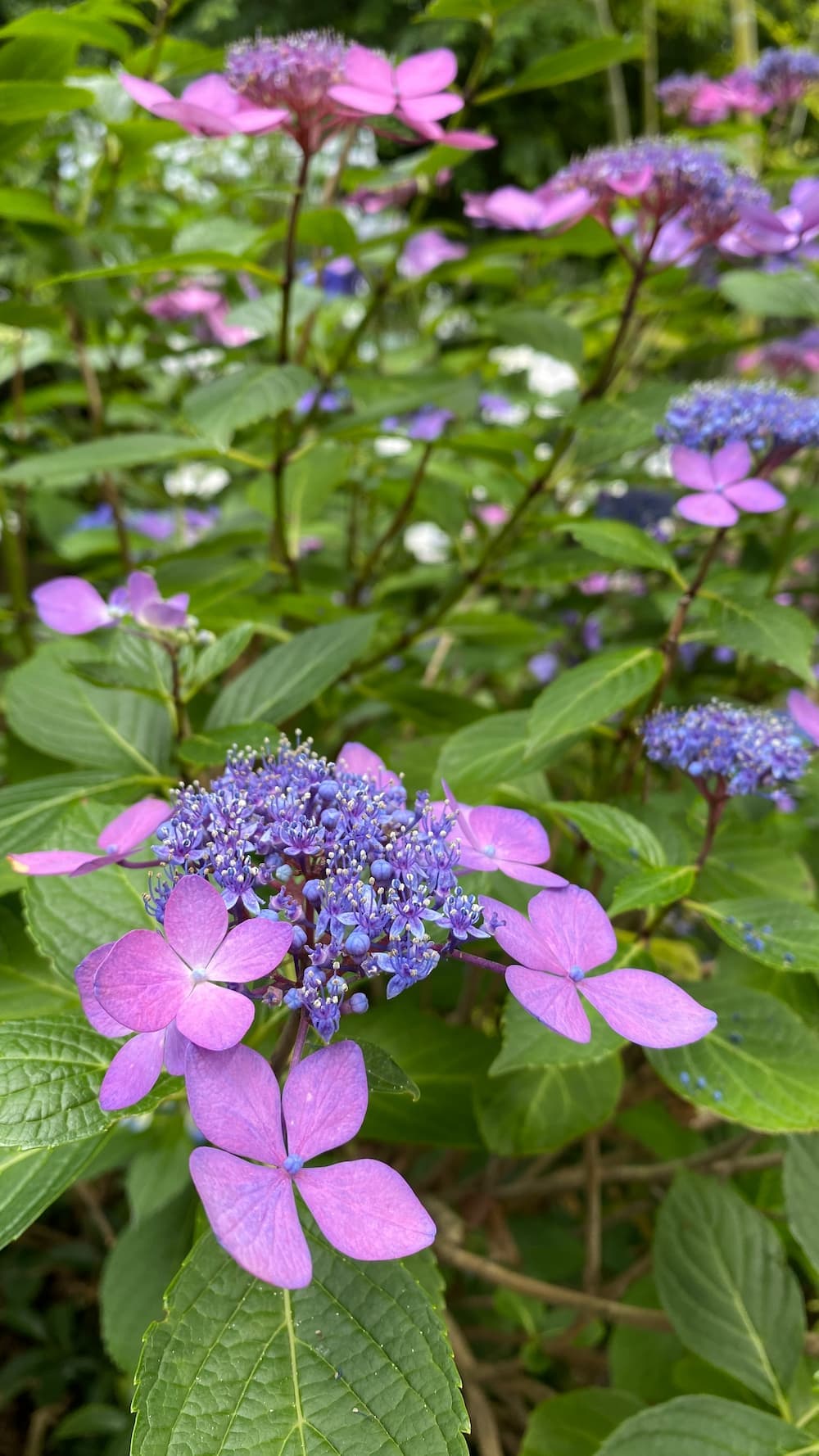 hydrangea-june-2026