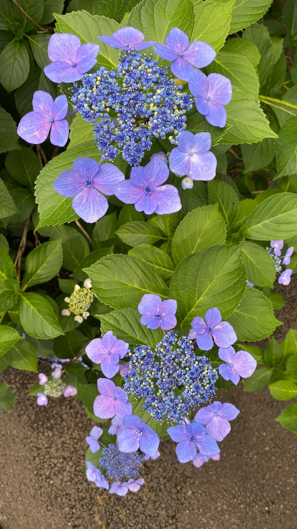 hydrangea-june-2026