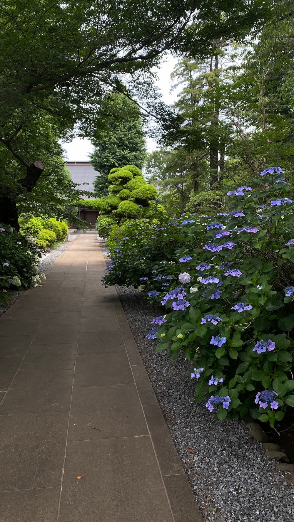 hydrangea-june-2026