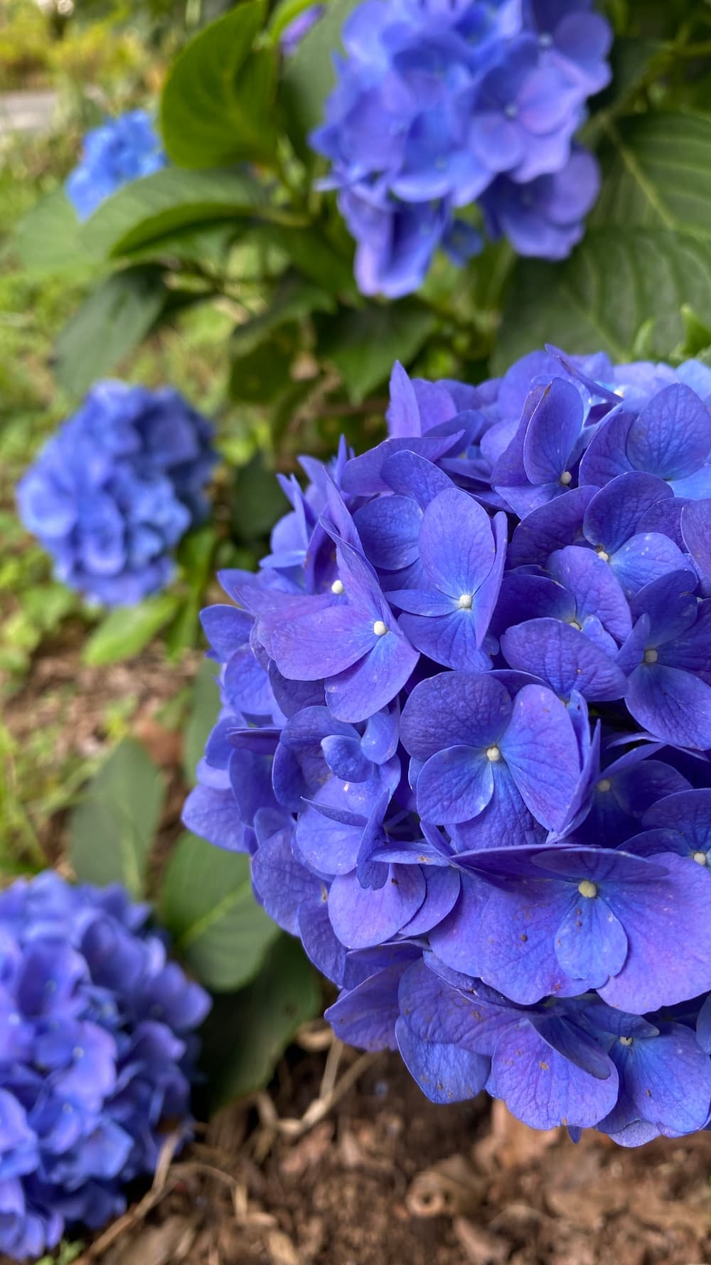hydrangea-june-2026