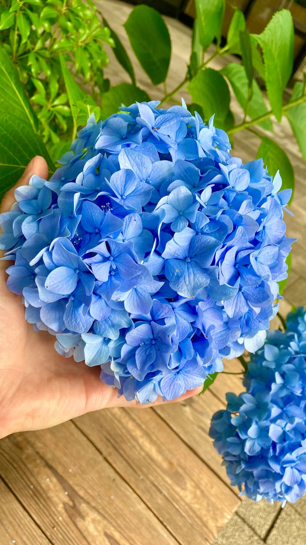 hydrangea