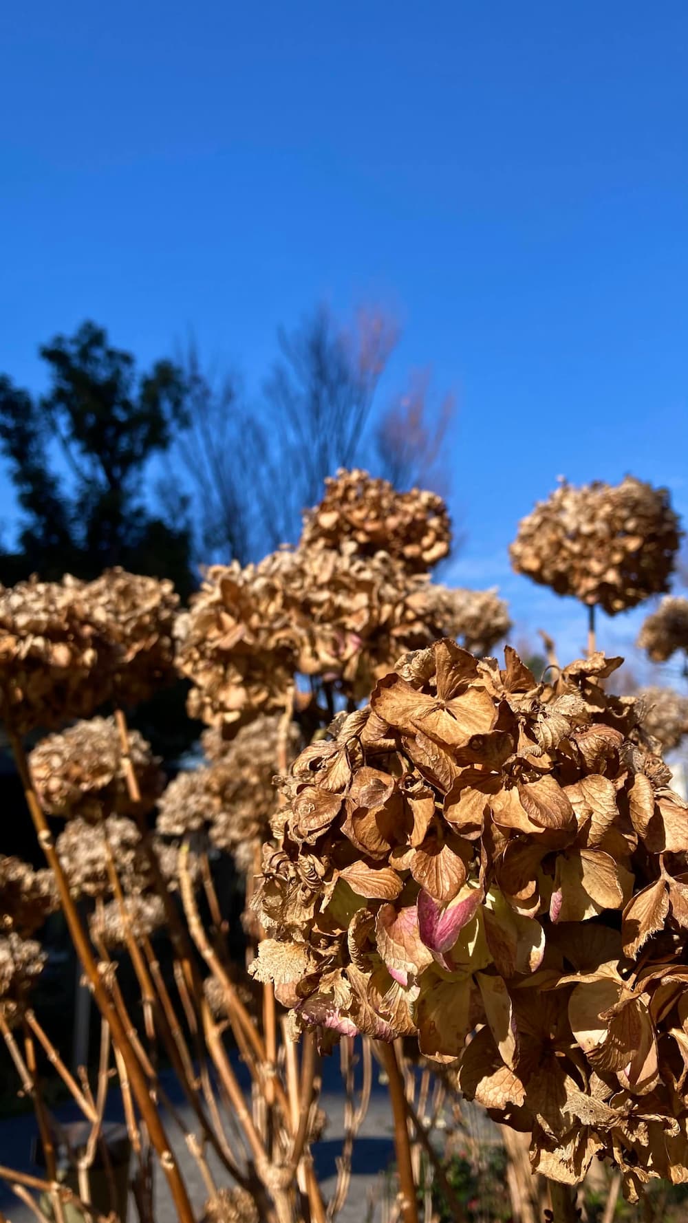 hydrangea