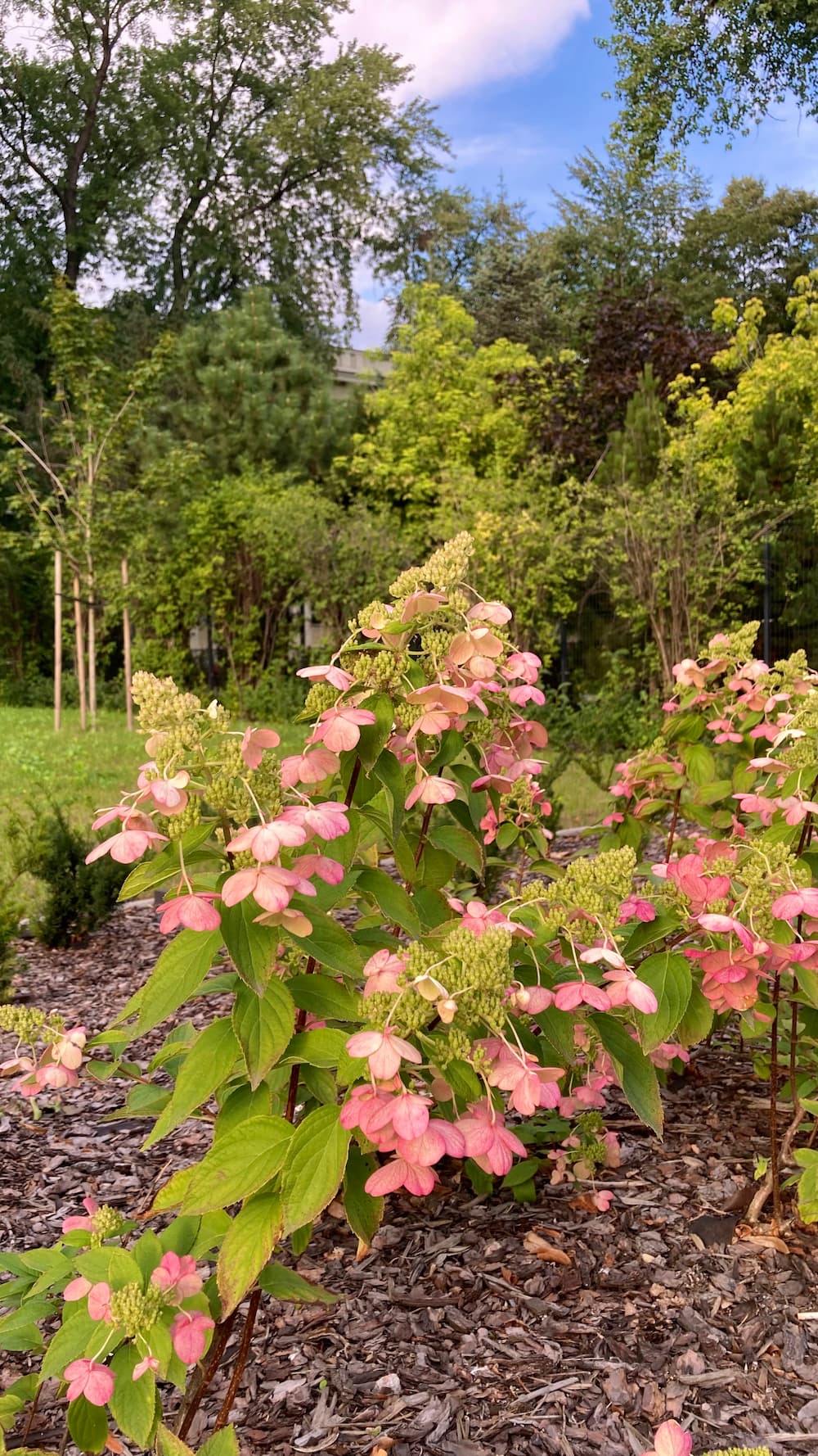 hydrangea