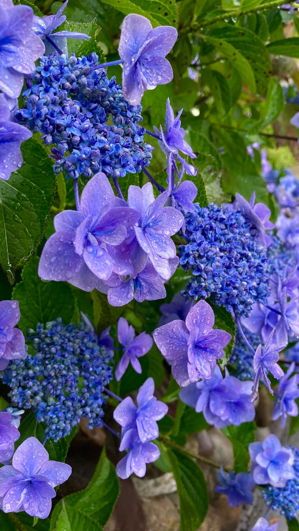 hydrangea