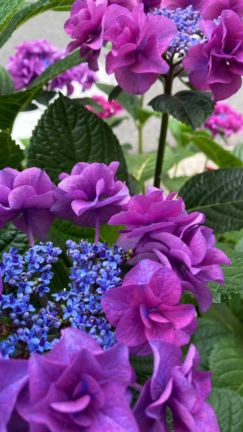 hydrangea