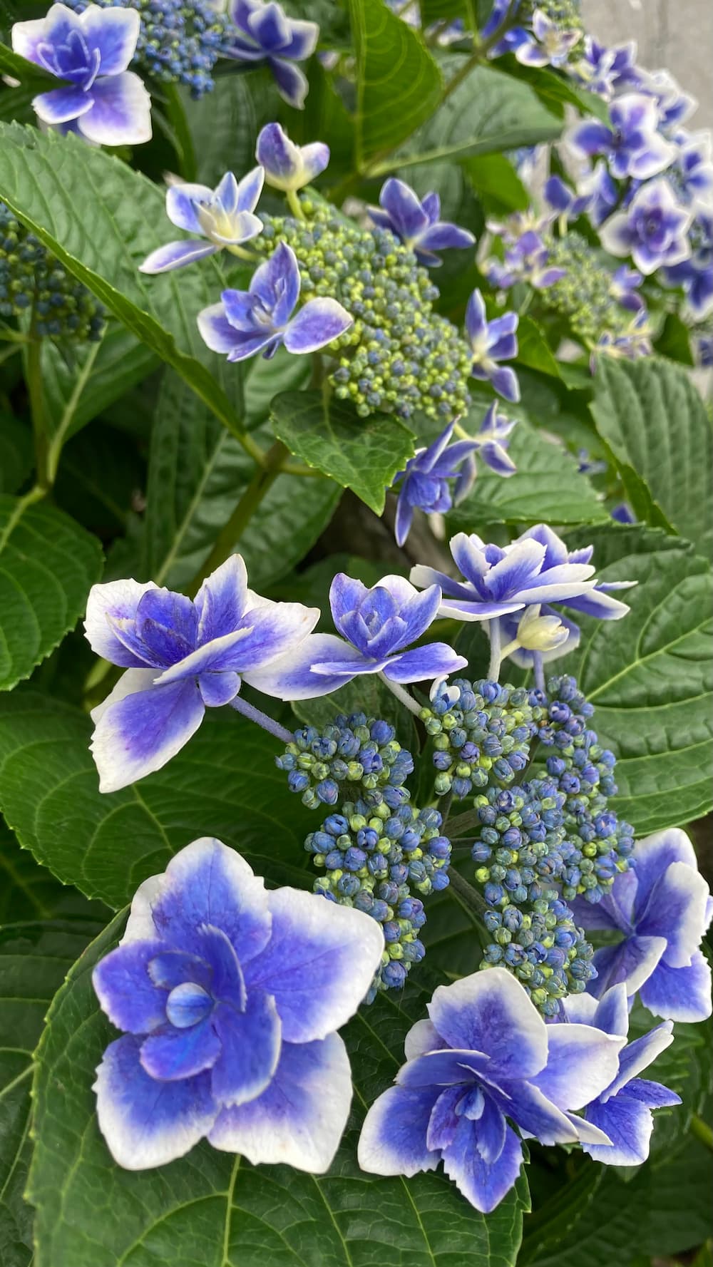 hydrangea