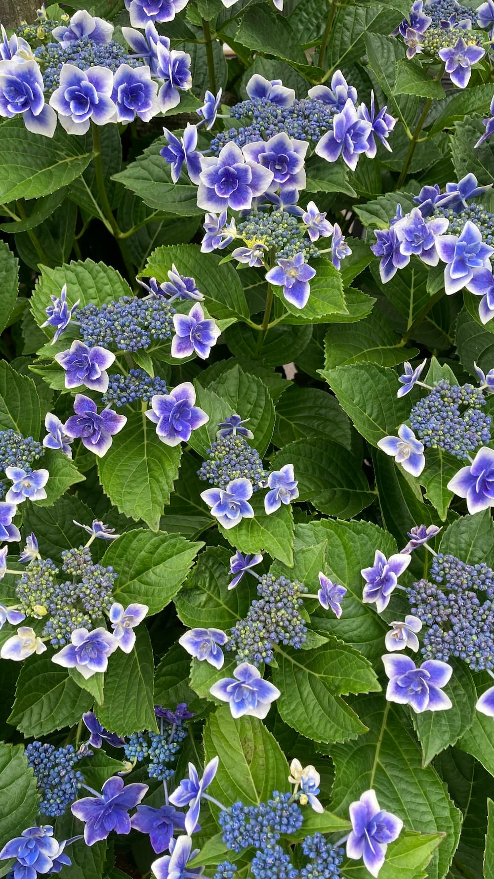 hydrangea