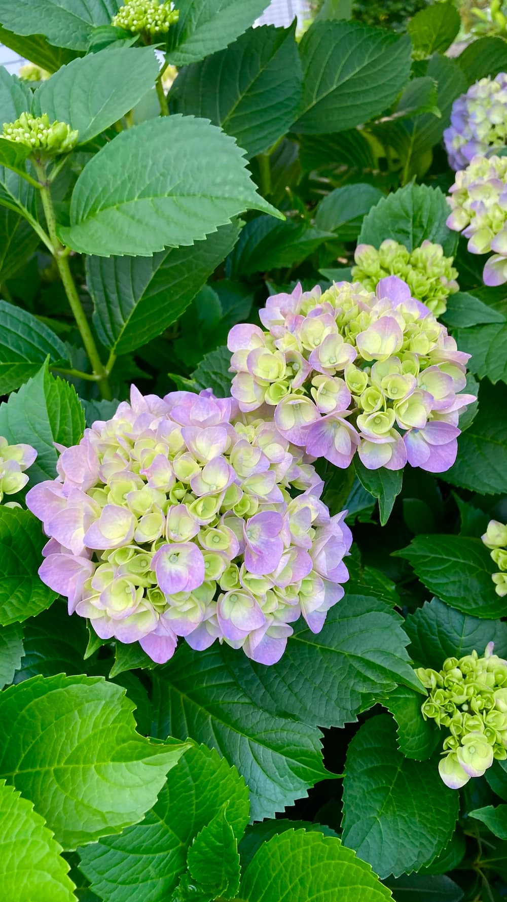 hydrangea