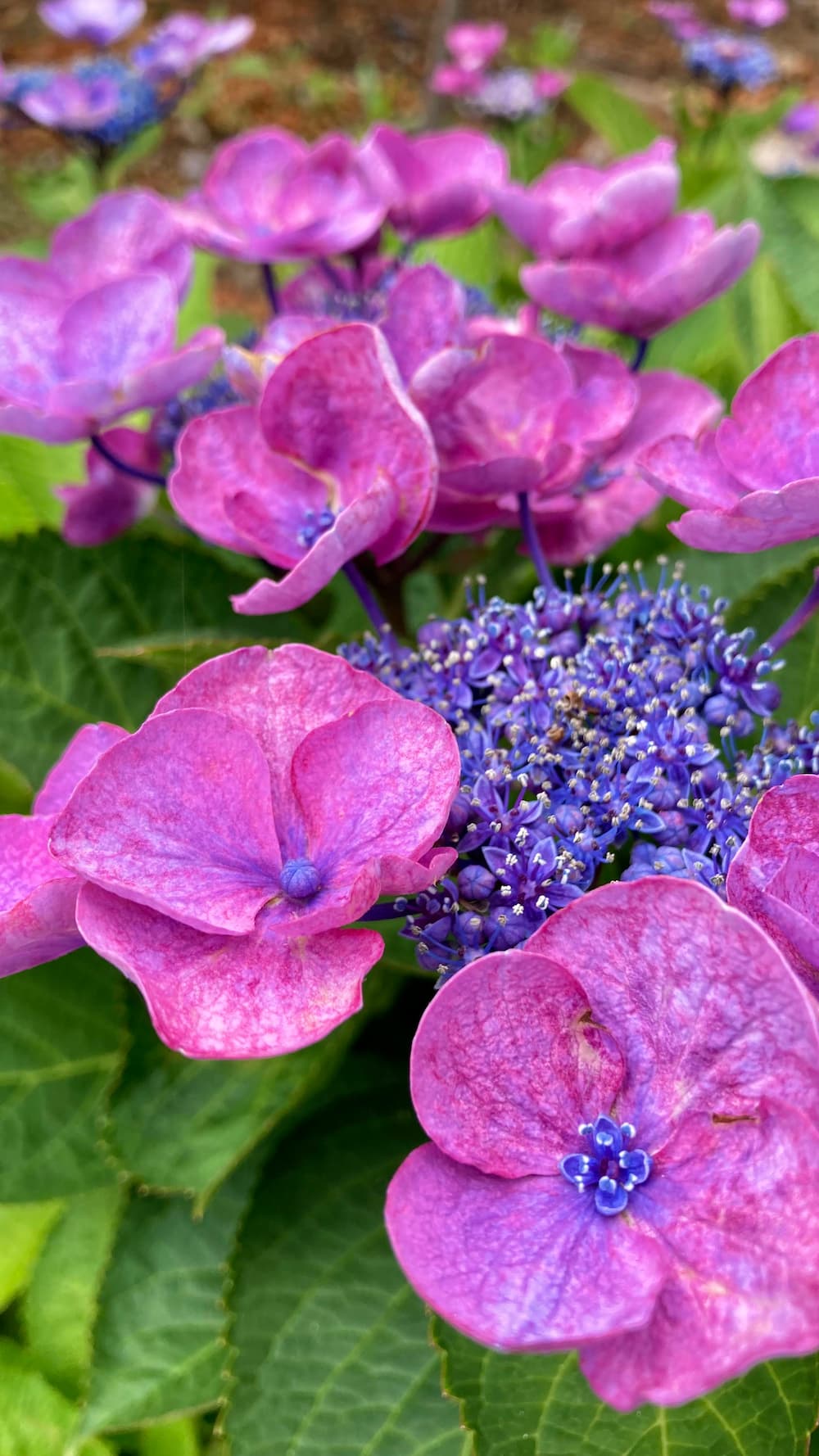 hydrangea