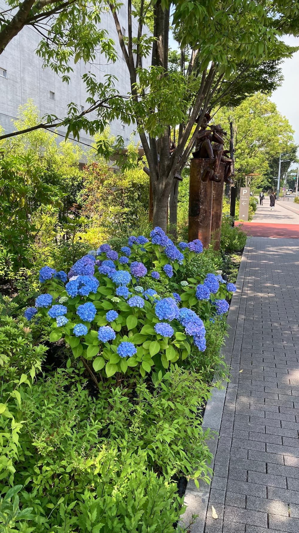 hydrangea