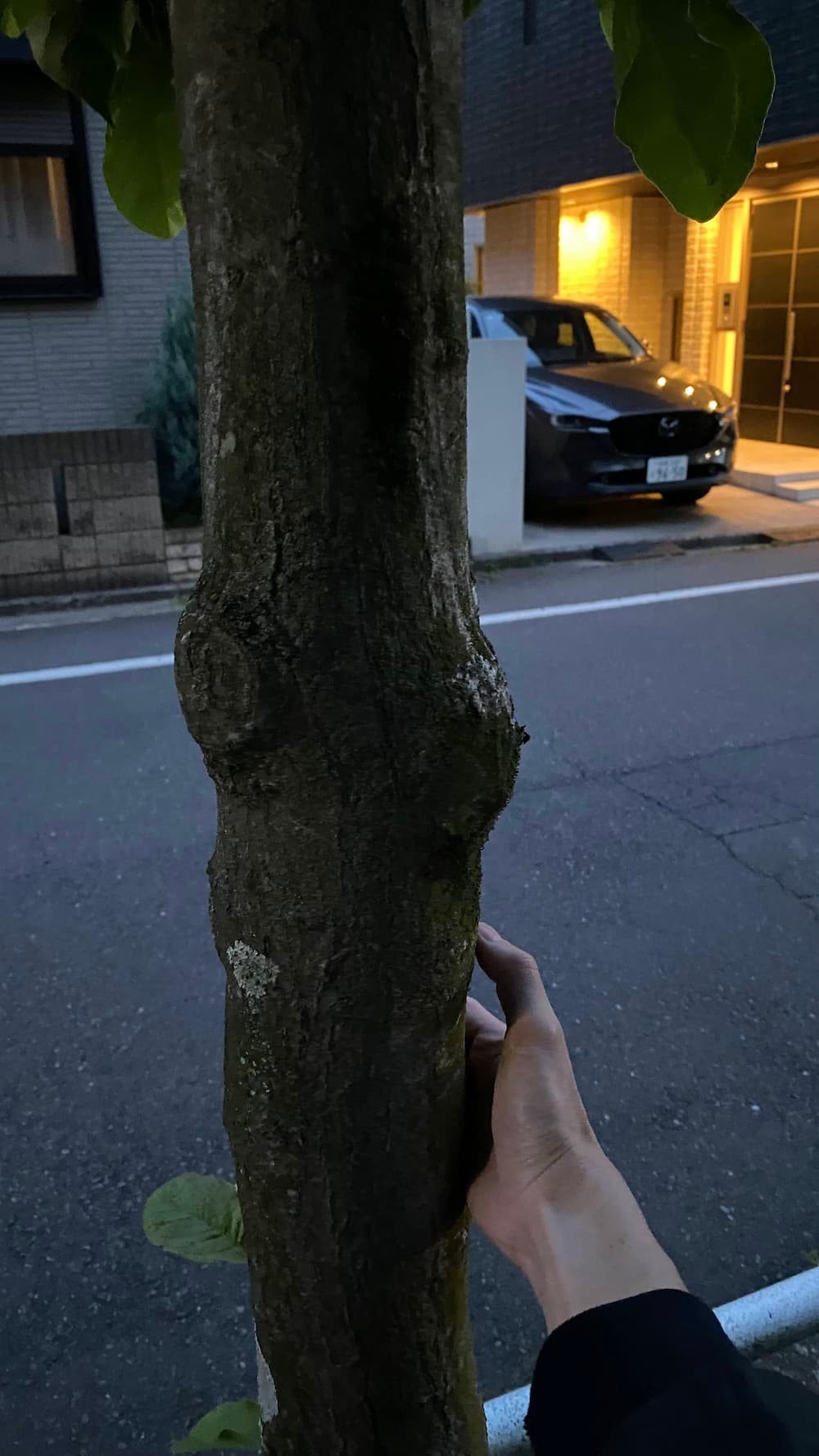tree-with-hand
