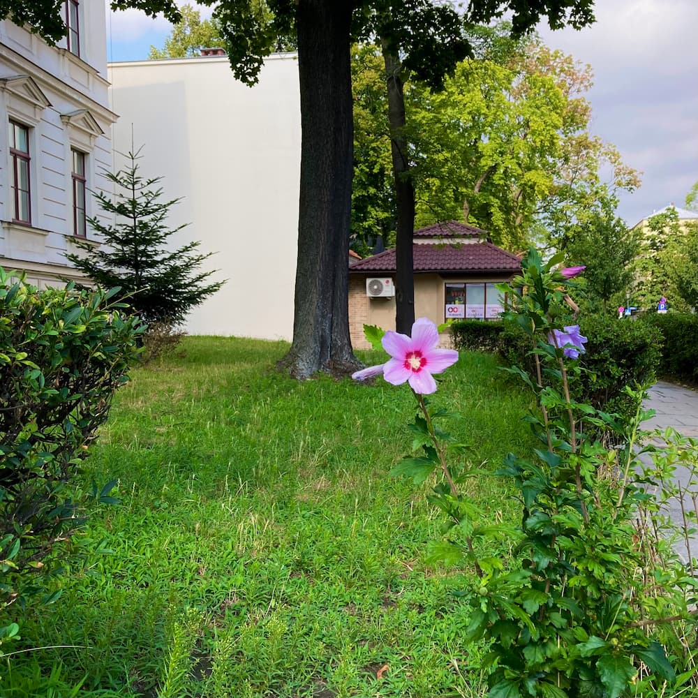 wind-tree-flower